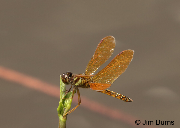 Eastern Amberwing male, Cano Negro, CR, August 2014