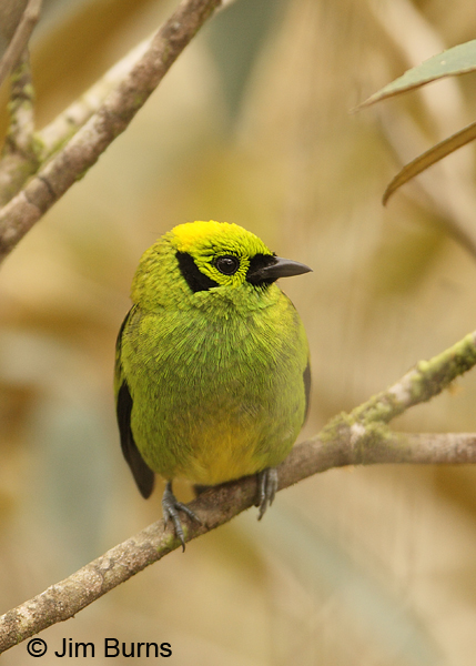 Emerald Tanager ventral view