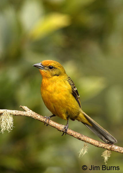 Flame-colored Tanager immature male