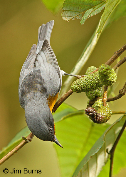 Flame-throated Warbler investigating for insects