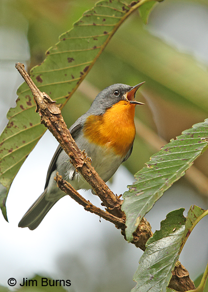 Flame-throated Warbler singing