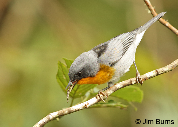Flame-throated Warbler with caterpillar
