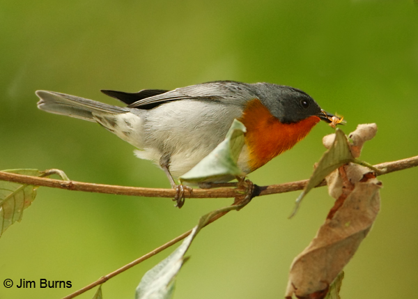 Flame-throated Warbler with insect