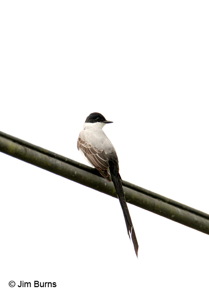 Fork-tailed Flycatcher on wire