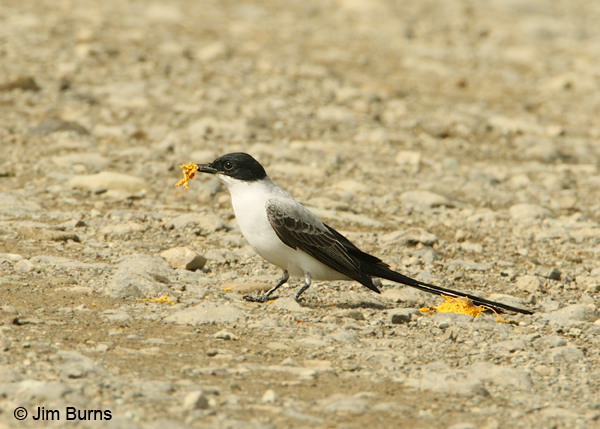 Fork-tailed Flycatcher with mango