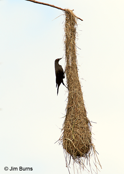 Giant Cowbird on Crested Oropendola nest