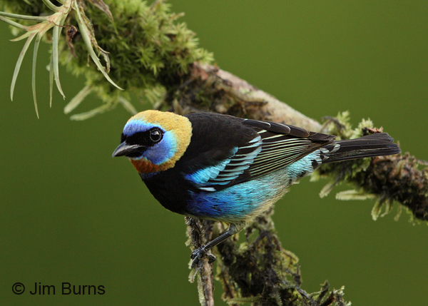 Golden-Hooded Tanager #2