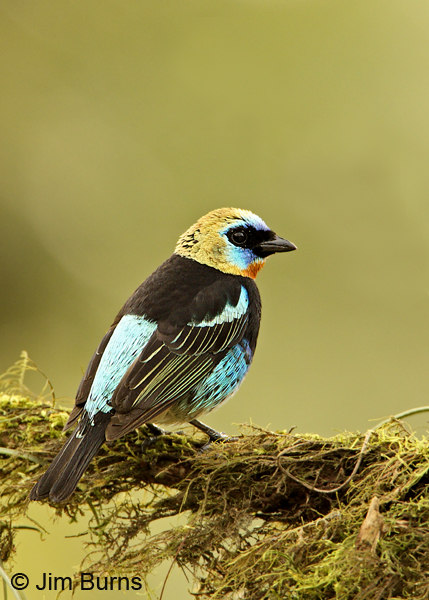 Golden-hooded Tanager dorsal view