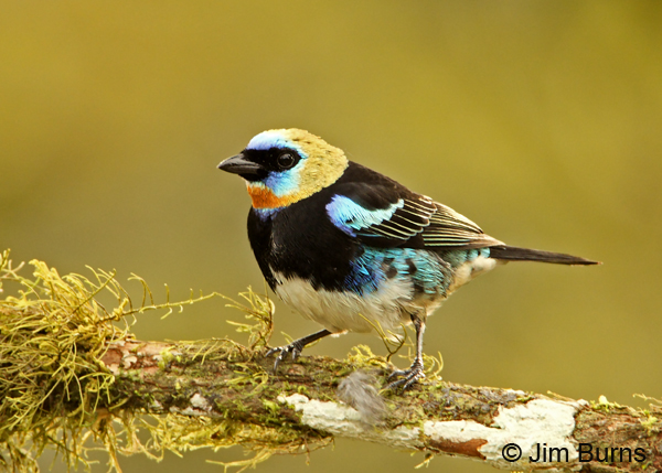 Golden-hooded Tanager on mossy brancha