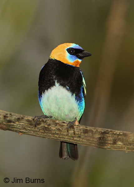 Golden-hooded Tanager ventral view
