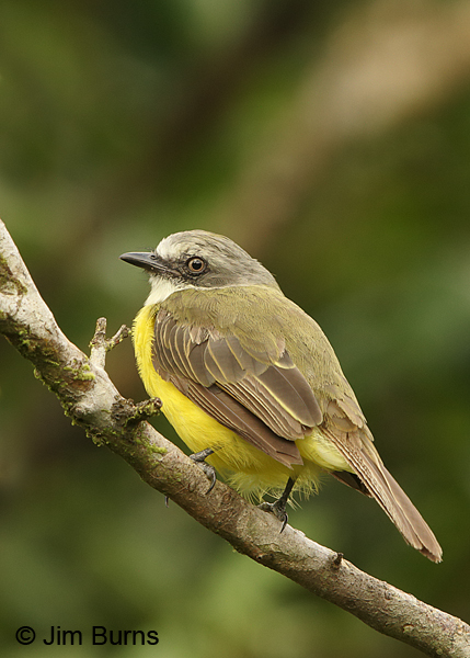 Gray-capped Flycatcher dorsal view