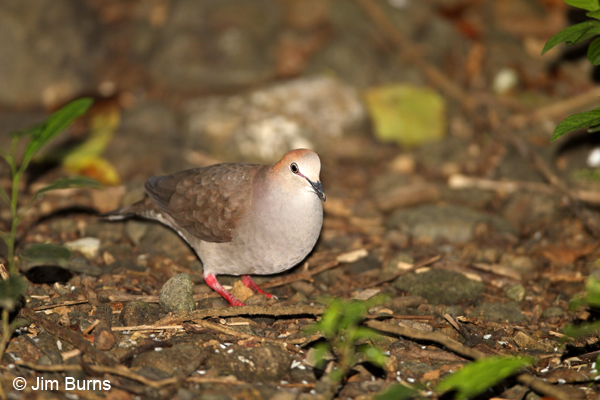  Gray-chested Dove