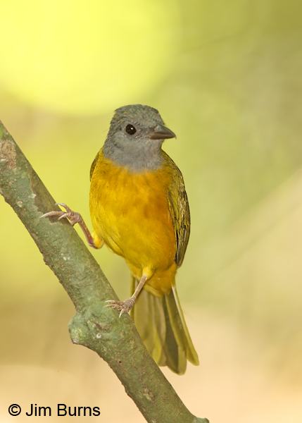 Gray-headed Tanager ventral view