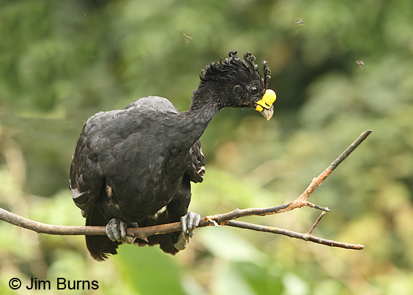 Great Curassow male out on a limb with flies