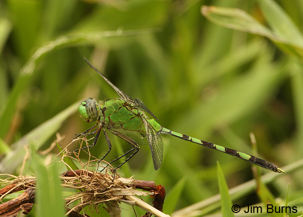 Great Pondhawk male, Cano Negro, CR, May 2012