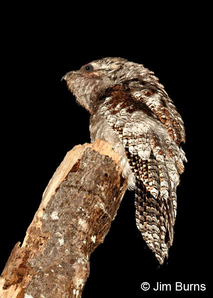 Great Potoo dorsal view