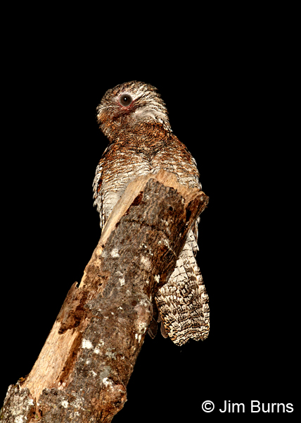 Great Potoo ventral view