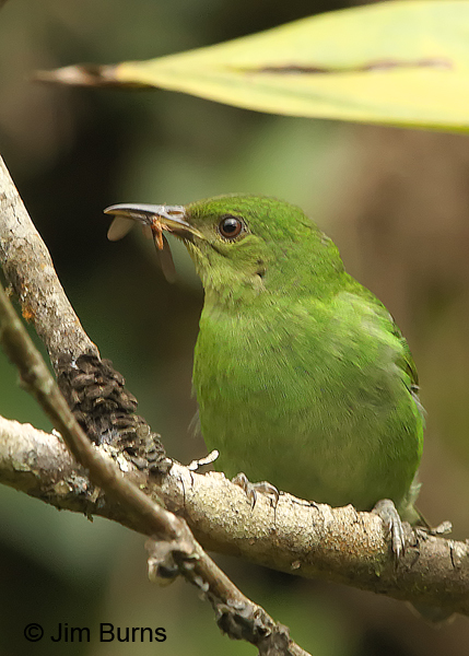 Green Honeycreeper female with insects