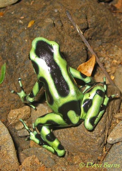 Green Poison-arrow Frog