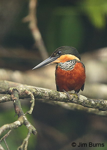 Green-and-rufous Kingfisher female ventral view