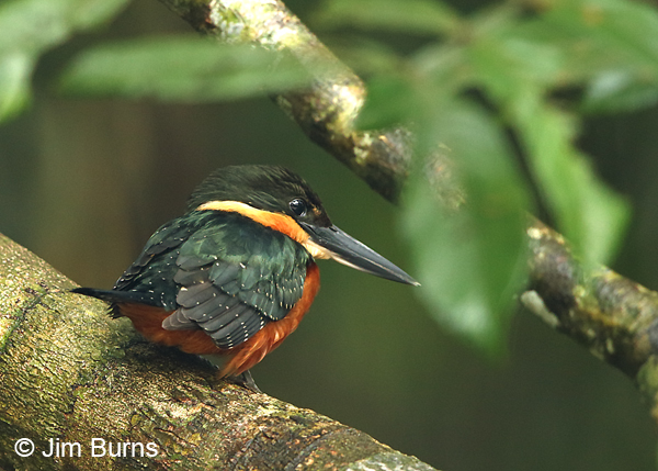 Green-and-rufous Kingfisher female dorsal view