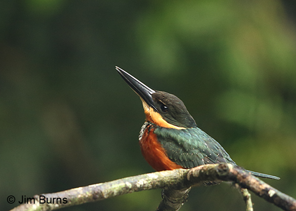 Green-and-rufous Kingfisher female on alert