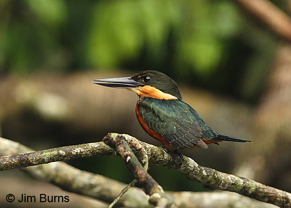 Green-and-rufous Kingfisher female #2