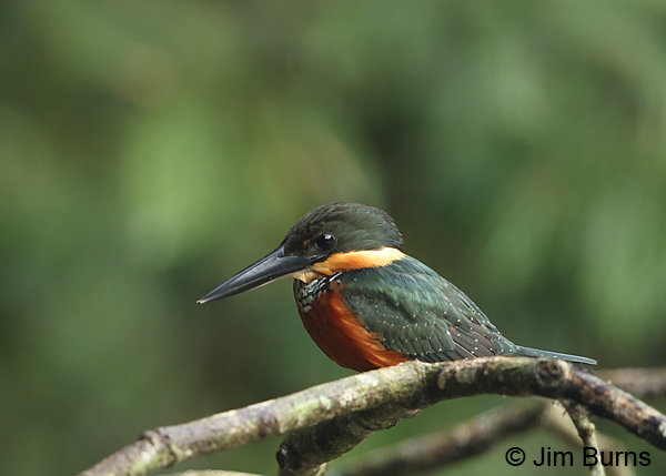Green-and-rufous Kingfisher female