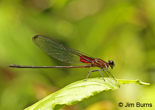 Highland Rubyspot male, Turrialba, CR, August 2014