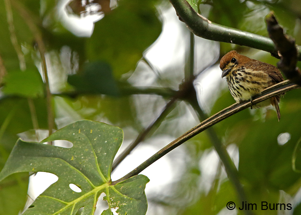 Lanceolated Monklet, Tapanti NP