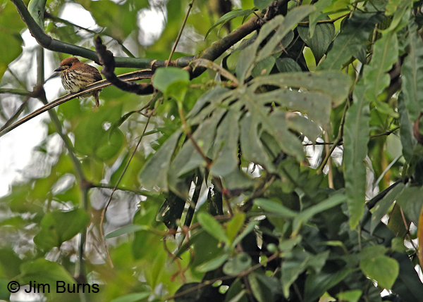 Lanceolated Monklet cloud forest canopy