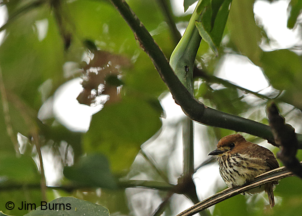 Lanceolated Monklet first view, Tapanti NP