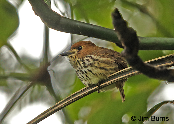 Lanceolated Monklet on alert, Tapanti NP