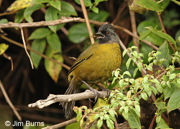 Large-footed Finch in brush