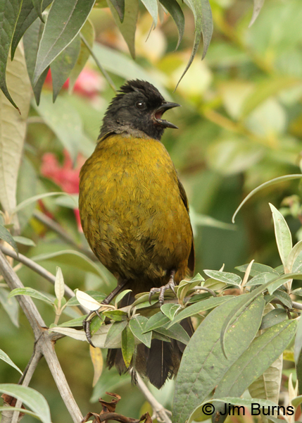 Large-footed Finch singing