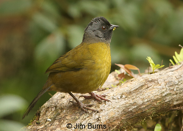 Large-footed Finch