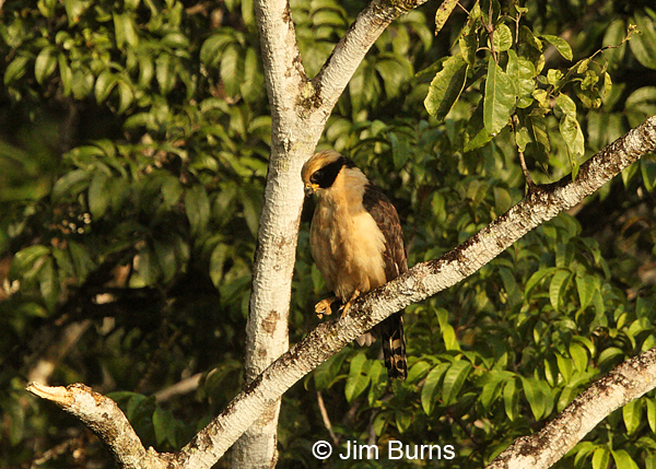 Laughing Falcon, Arenal