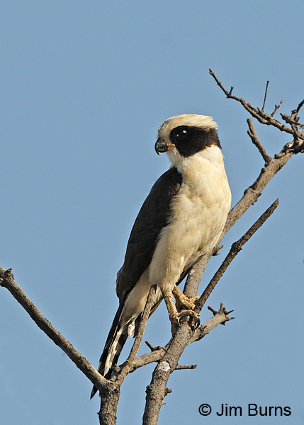 Laughing Falcon on tree