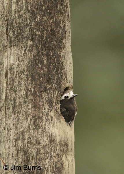 Long-tailed Tyrant female in nest hole