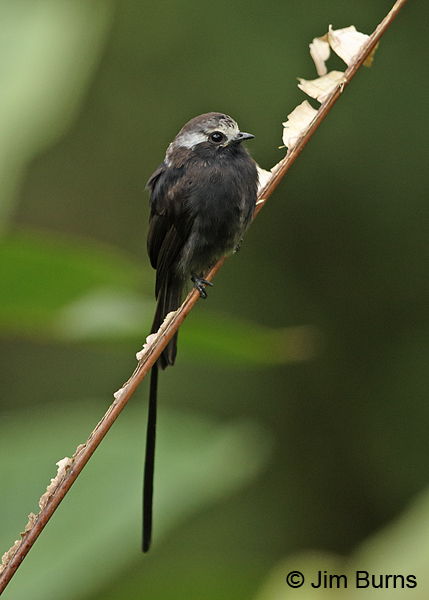 Long-tailed Tyrant male on vine