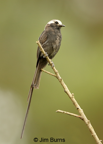 Long-tailed Tyrant male
