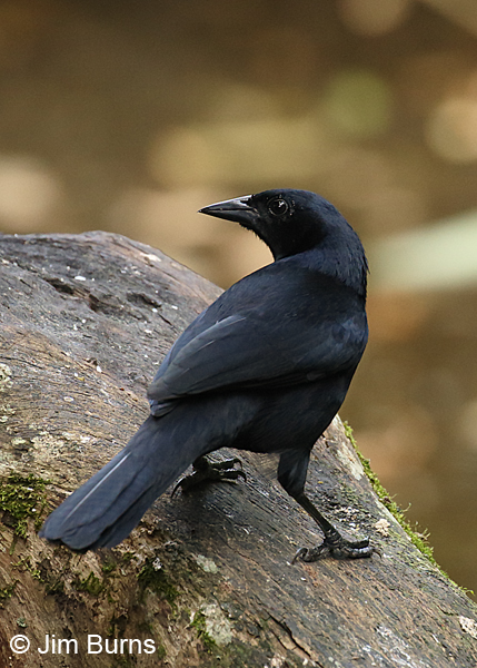 Melodious Blackbird on rock