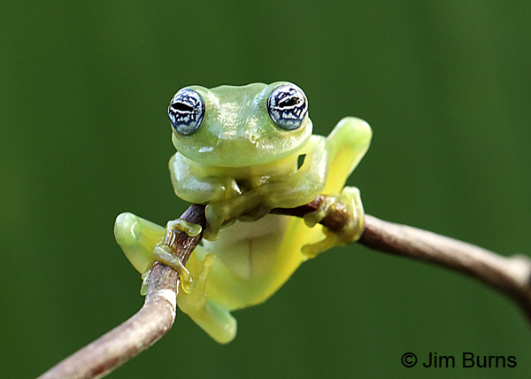 Montane Glass Frog eyes