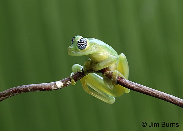 Montane Glass Frog