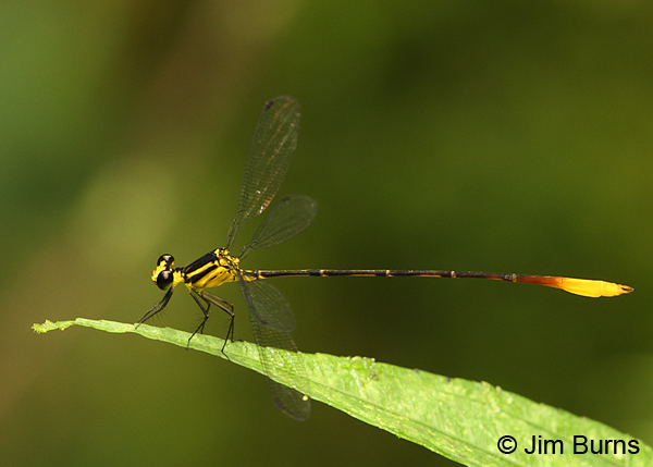 Mountain Flatwing male, Tapanti NP, CR, September 2014