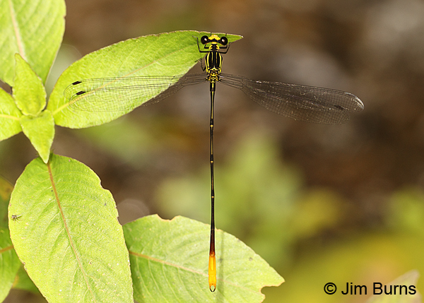 Mountain Flatwing male dorsal view, Tapanti NP, CR, September 2014