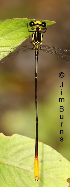 Mountain Flatwing male dorsal close-up, Tapanti NP, CR, September 2014