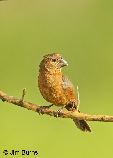 Nicaraguan Seed-Finch female