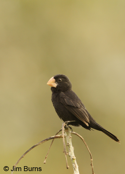 Nicaraguan Seed-Finch male