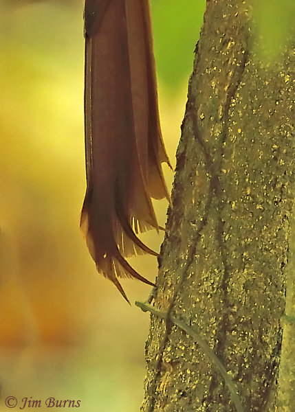 Northern Barred Woodcreeper tail spines close up--5404